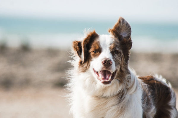 Animals & Pet Supplies collection at Epic Trends Store - Browse trending products