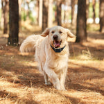1Set 990FT Range Dog Wireless Fence Remote Training Collar IPX6 Waterproof Receiver With 0-9 Levels 